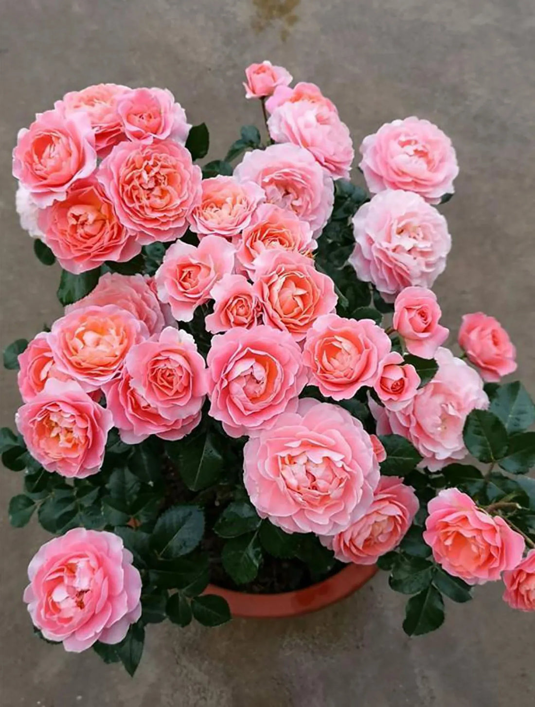 Rosa Terrazza® Meteor King (Rosa) - Ladybird Nursery