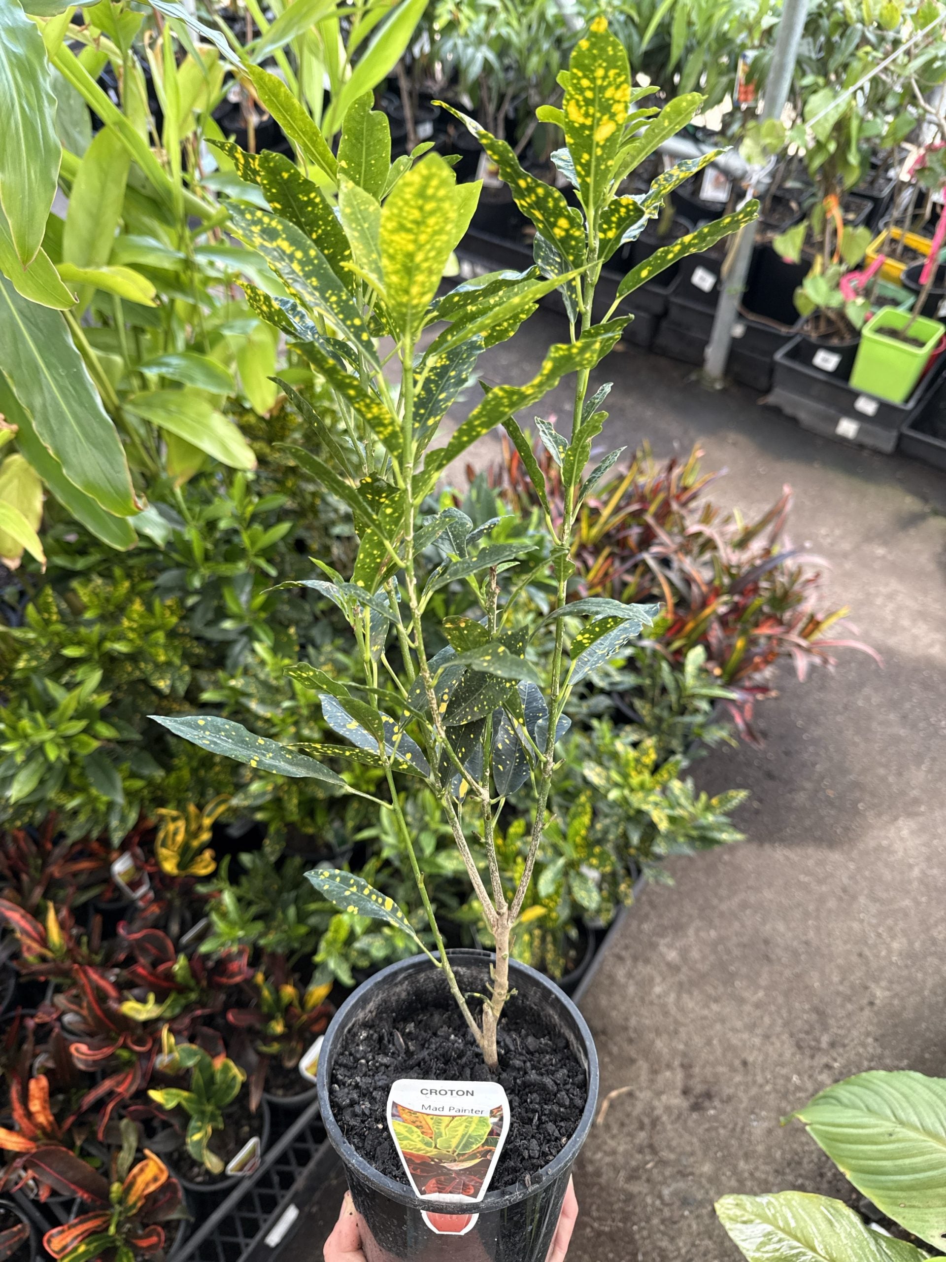 Croton 'Mad Painter' (Codiaeum variegatum)