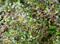 Coprosma Cappuccino - Ladybird Nursery