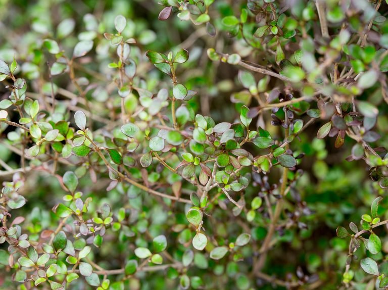 Coprosma Cappuccino - Ladybird Nursery