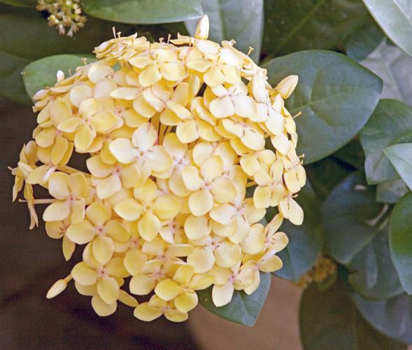 Ixora Gold (Ixora compacta)