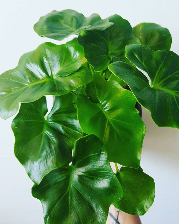 Philodendron Atom