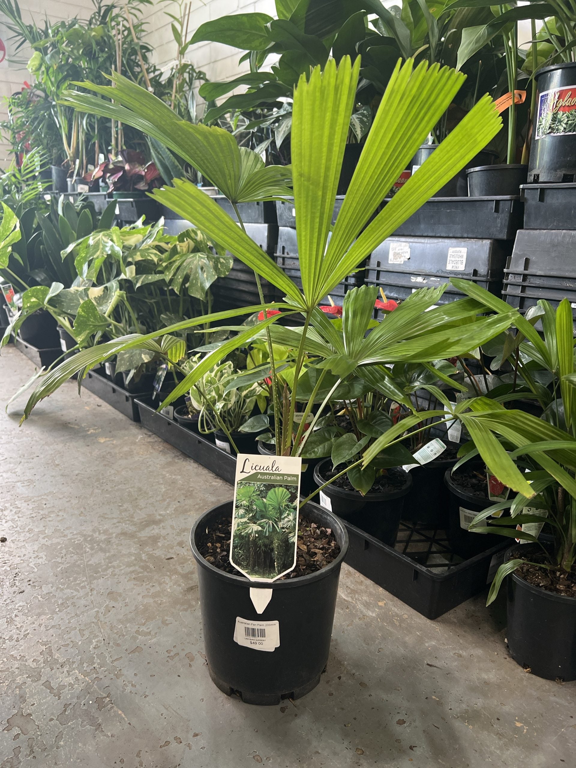 Australian Fan Palm (Licuala ramsayi)