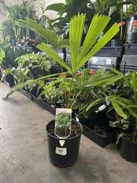 Australian Fan Palm (Licuala ramsayi)
