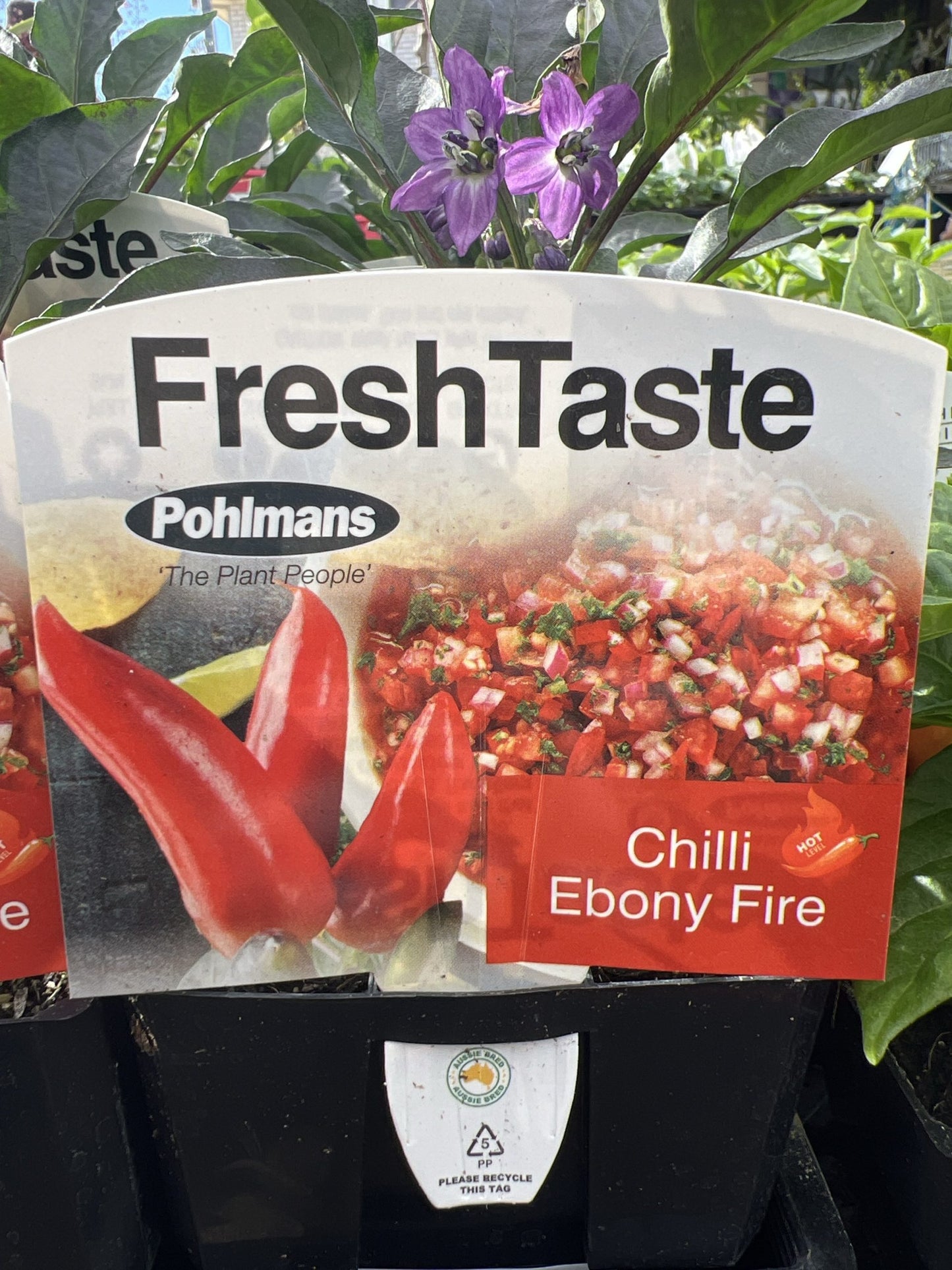 Chilli 'Ebony Fire'