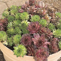 Hens and Chicks Assorted (Echeveria spp.)