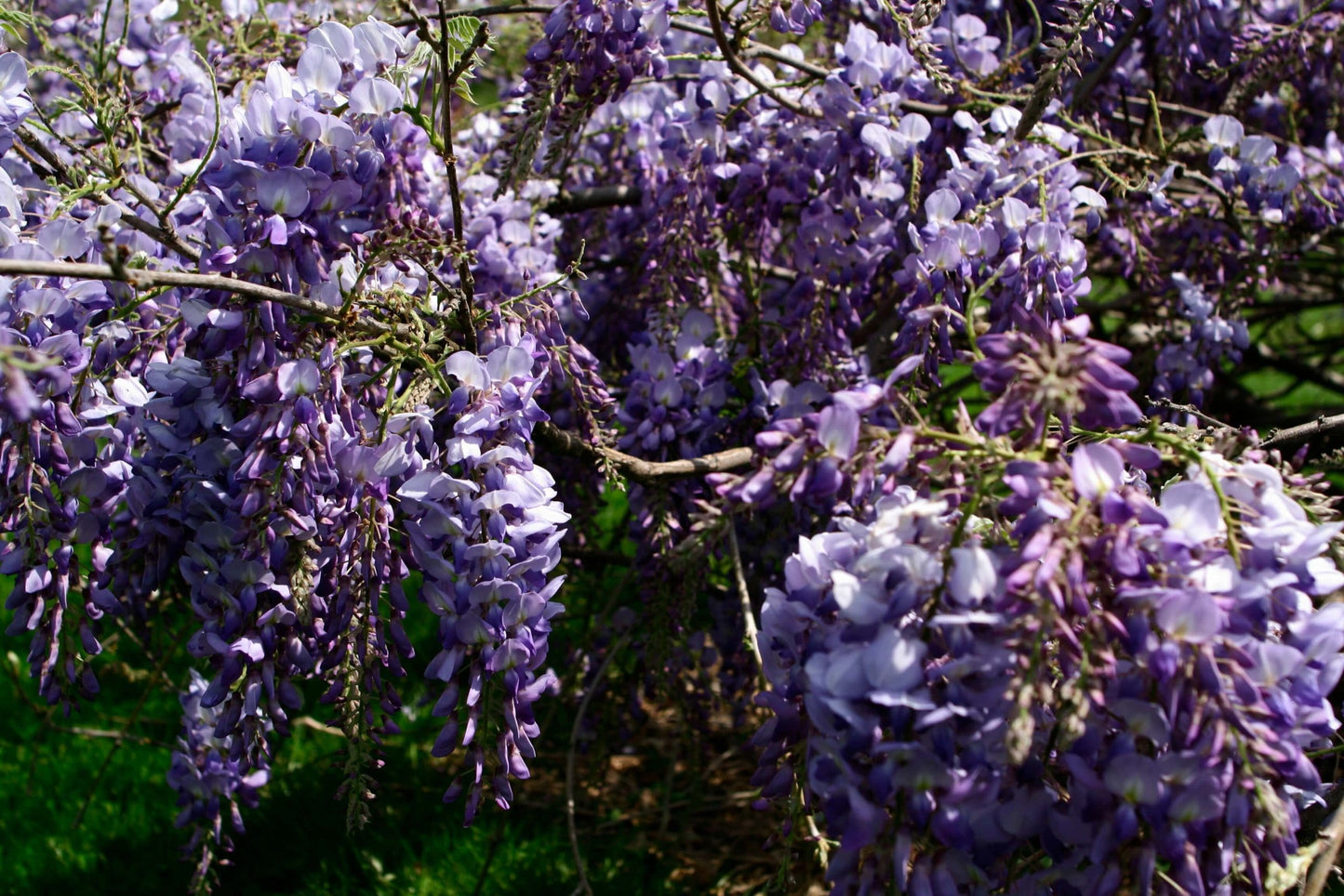 Silky Wisteria Murasaki-kapitan (Wisteria brachybotrys)