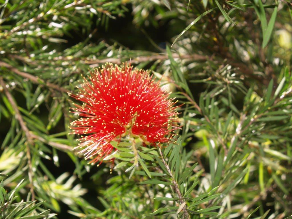 Bottlebrush Rocky Rambler (Callistemon pearsonii) - Ladybird Nursery