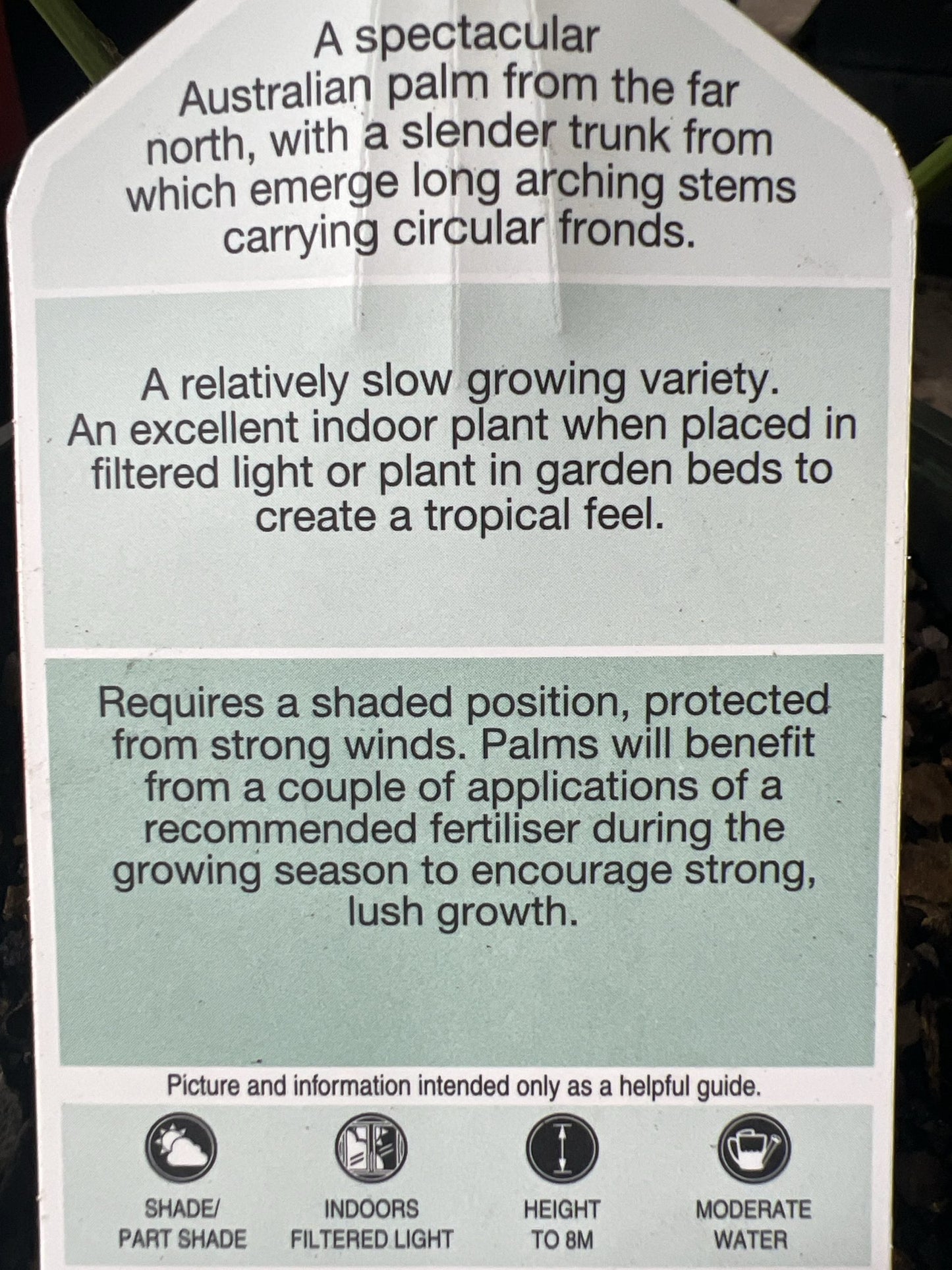 Australian Fan Palm (Licuala ramsayi)