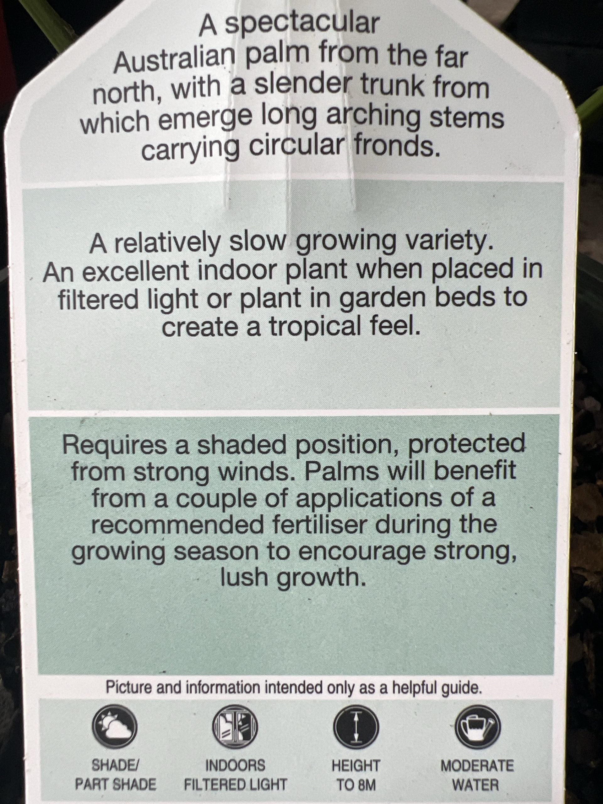 Australian Fan Palm (Licuala ramsayi)