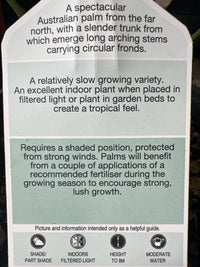 Australian Fan Palm (Licuala ramsayi) - Ladybird Nursery