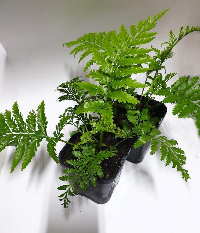 Island Beauty Fern (Asplenium Island)