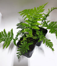 Island Beauty Fern (Asplenium Island)