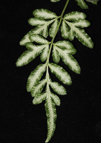 Pteris victoriae - Ladybird Nursery
