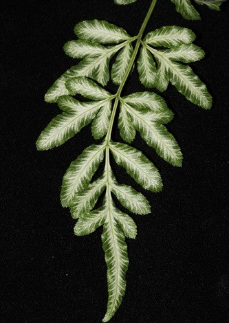 Pteris victoriae
