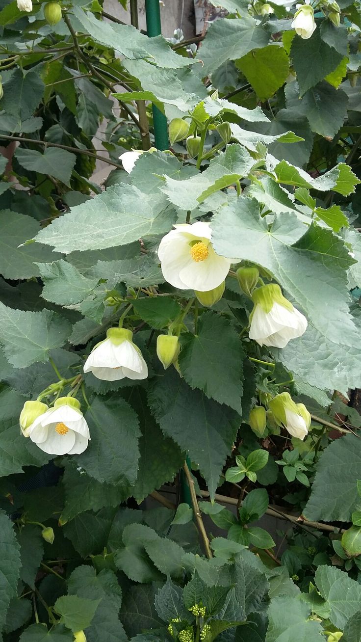 Chinese Lantern White (Abutilon) - Ladybird Nursery