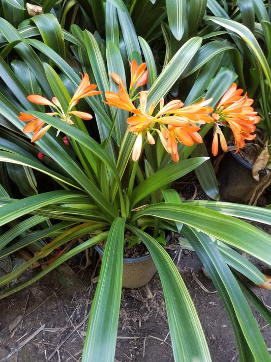 Bush Lily Variegated Orange (Clivia miniata)