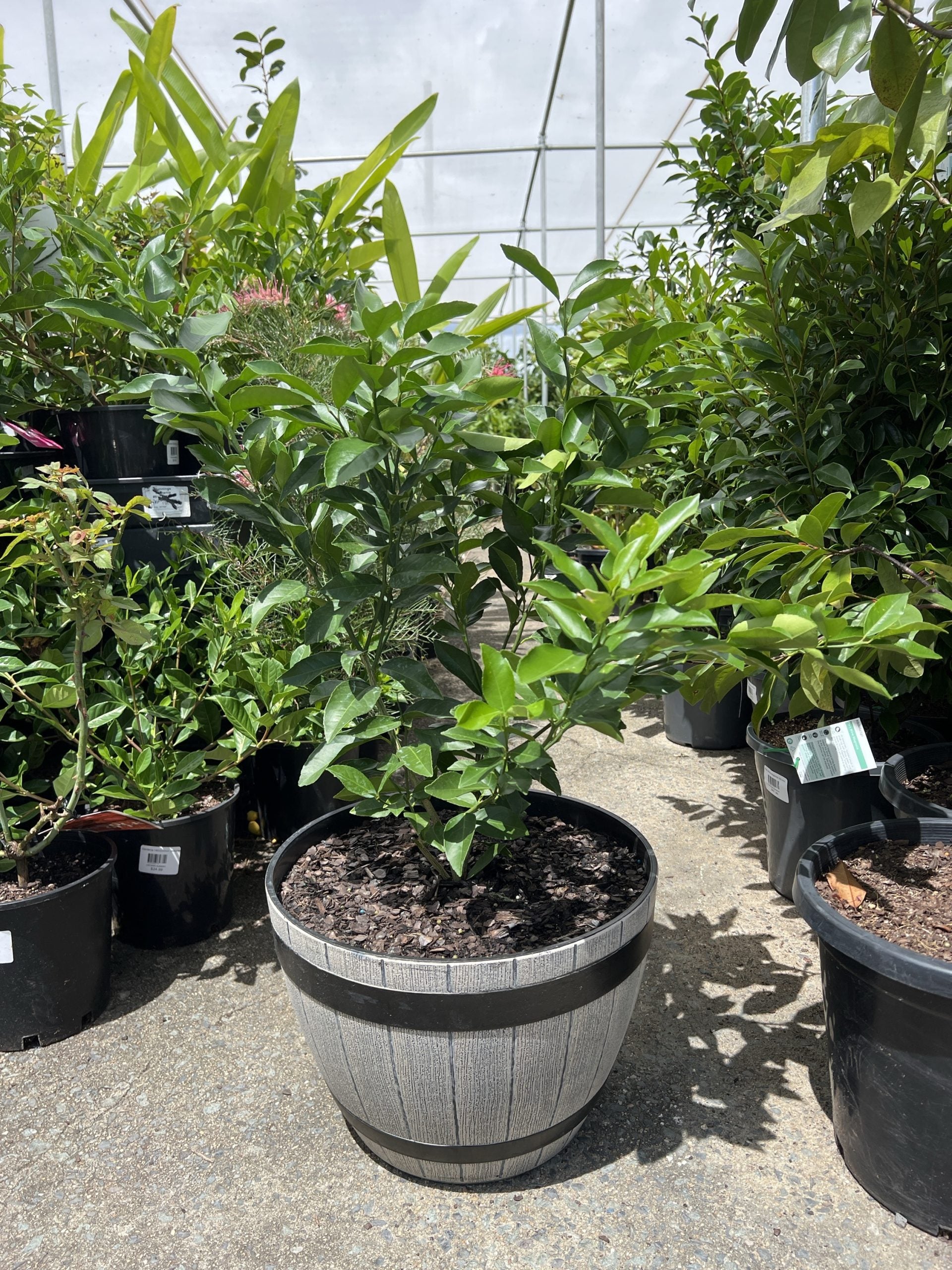 Lotsa Lemons 330mm pots (QLD Only) PICK UP ONLY