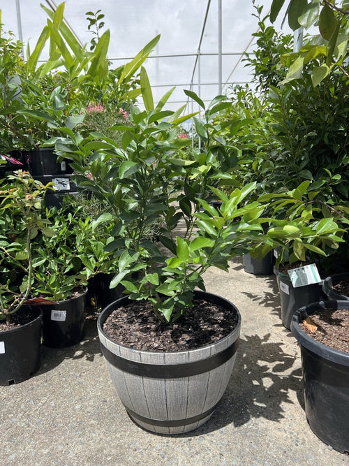 Lotsa Lemons 330mm pots PICK UP ONLY - Ladybird Nursery