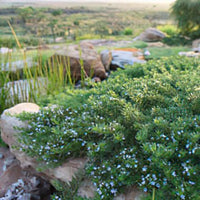 Creeping Boobialla YAREENA™ (Myoporum parvifolium) - Ladybird Nursery