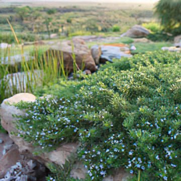 Creeping Boobialla YAREENA™ (Myoporum parvifolium) - Ladybird Nursery