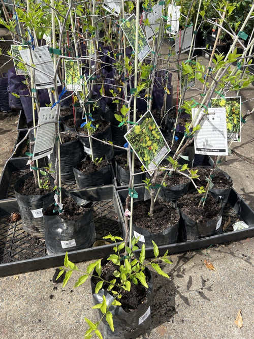 Jujube 'Chico' - Ladybird Nursery