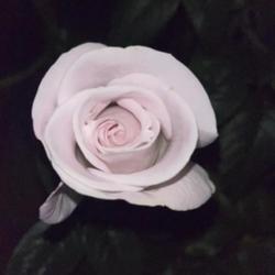 Rose Lagerfield (Rosa)