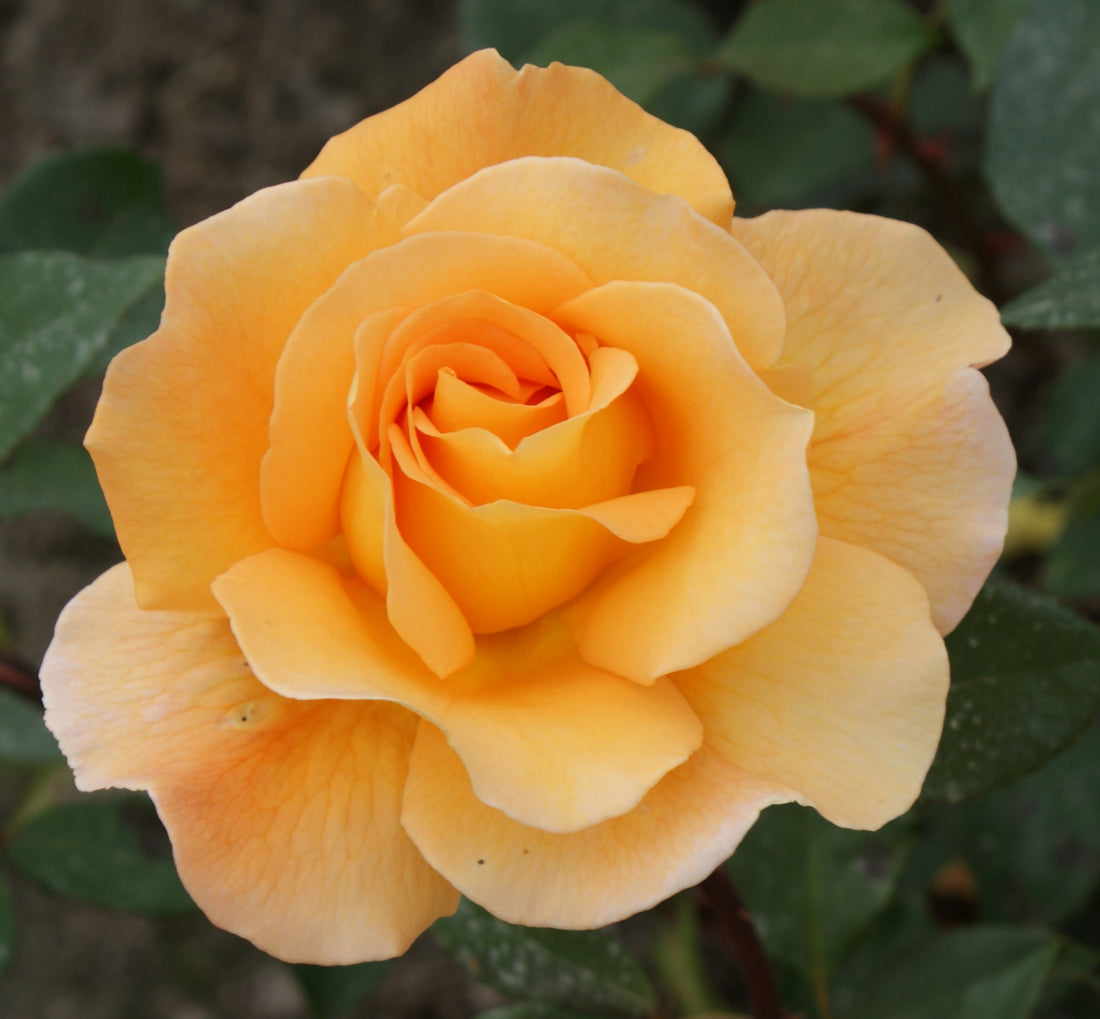Rose Whisky (Rosa) - Ladybird Nursery