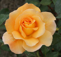 Rose Whisky (Rosa) - Ladybird Nursery