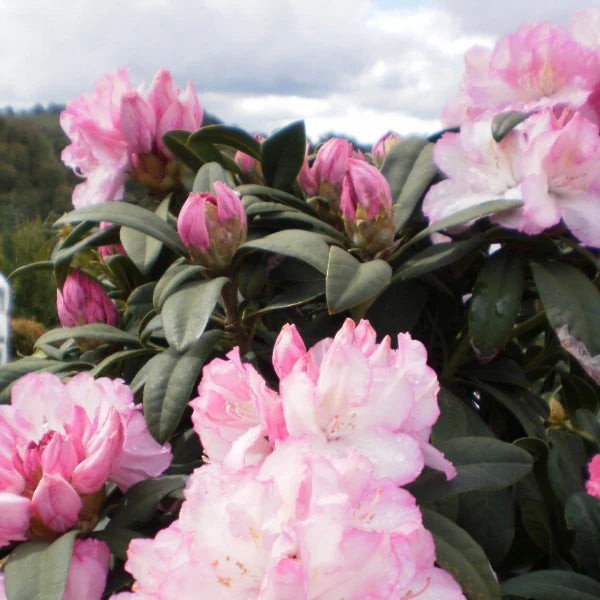 Rhododendron Grace