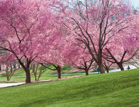 Flowering Cherry Kanzan (Prunus serrulata) - Ladybird Nursery