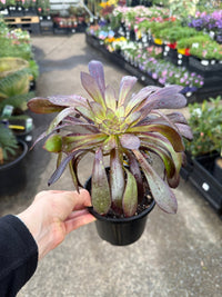 Black Rose (Aeonium atropurpureum arboreum v Schwarzkopf) - Ladybird Nursery
