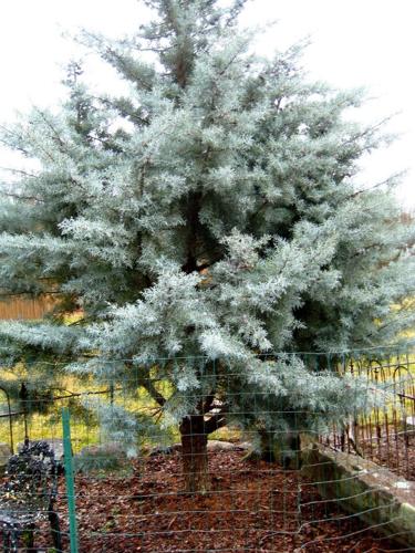 Arizona Cypress Blue Ice (Cupressus glabra) - Ladybird Nursery
