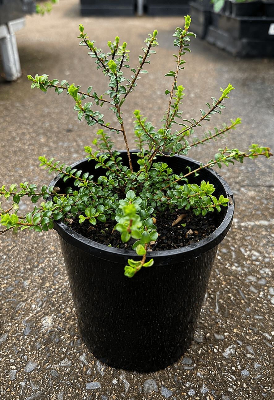 Muntrie Berry (Kunzea pomifera) - Ladybird Nursery