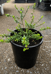 Muntrie Berry (Kunzea pomifera) - Ladybird Nursery