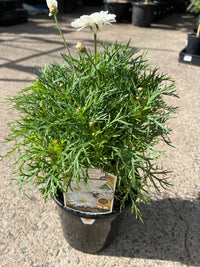 Daisy 'Super Duper' (Argyranthemum) - Ladybird Nursery