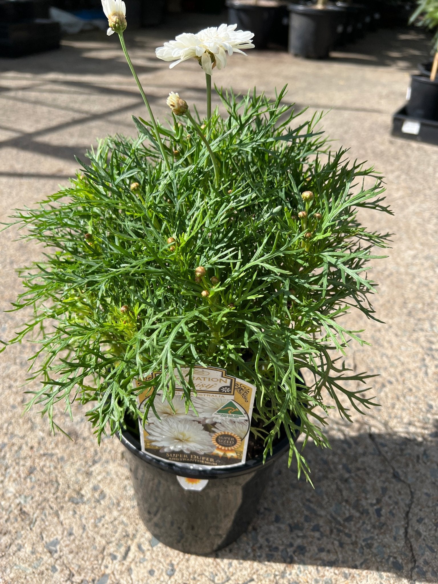 Daisy 'Super Duper' (Argyranthemum) - Ladybird Nursery