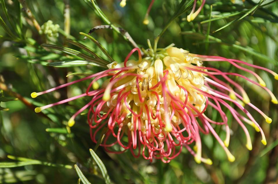 Grevillea Winpara Gold - Ladybird Nursery