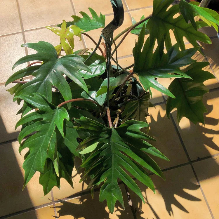 Philodendron Tahiti Green (Philodendron mayoi)