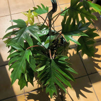 Philodendron Tahiti Green (Philodendron mayoi)