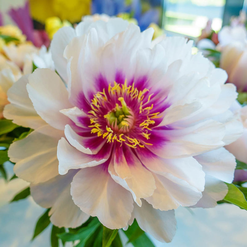 Itoh Peony Cora Louise (Paeonia)