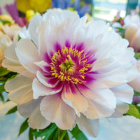 Itoh Peony Cora Louise (Paeonia)