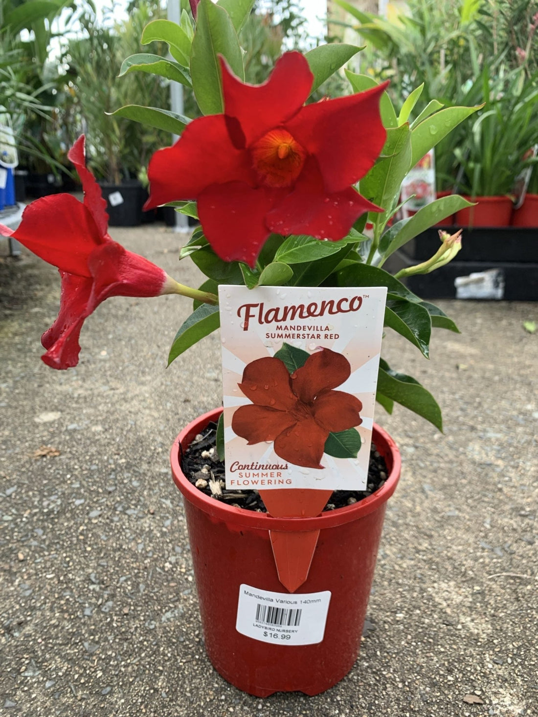 Mandevilla Summerstar Red (Mandevilla sanderi) - Ladybird Nursery