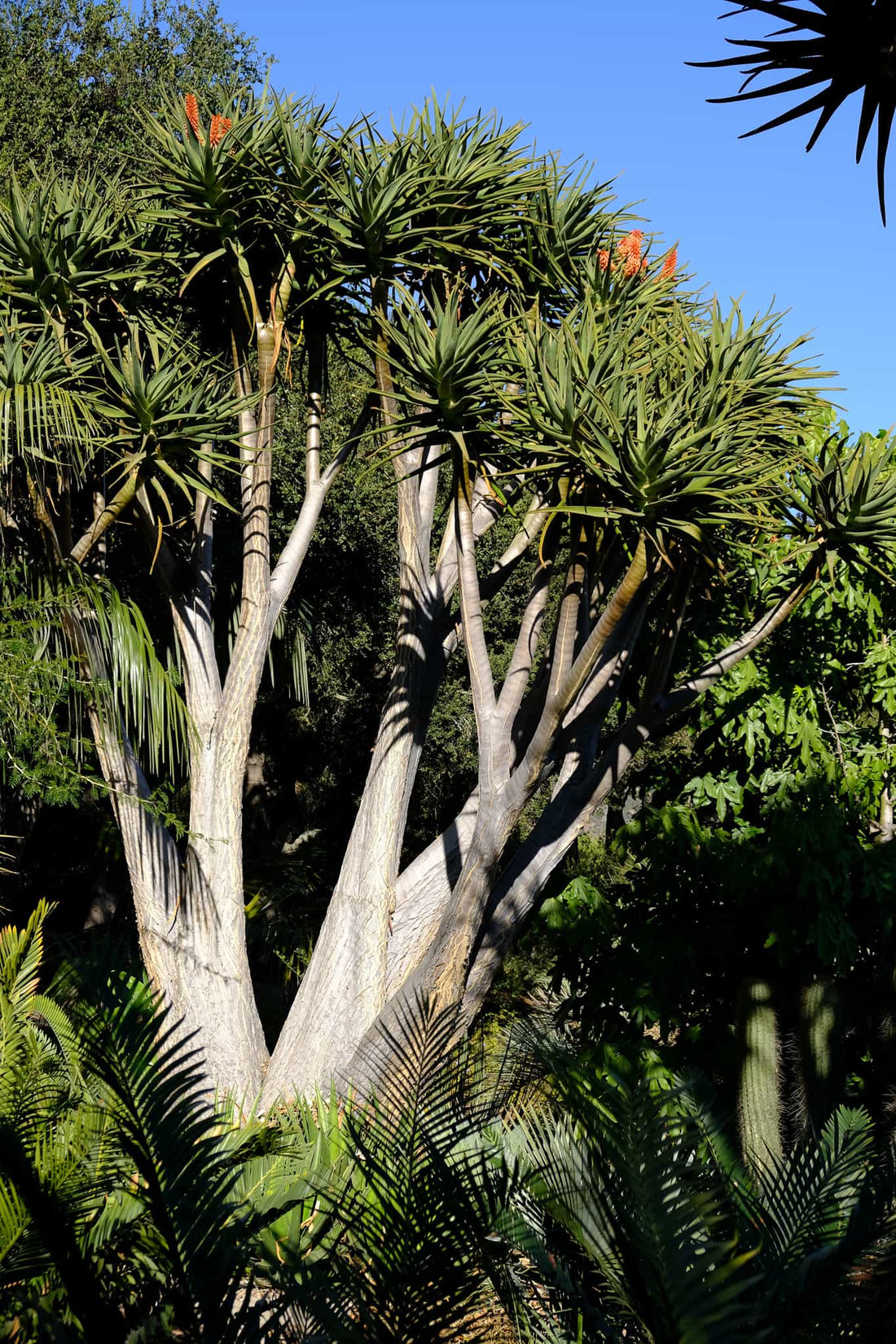 Tree Aloe (Aloe bainesii) - Ladybird Nursery
