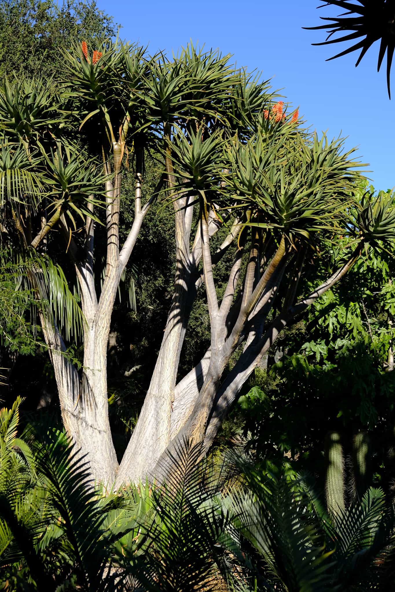 Tree Aloe (Aloe bainesii) - Ladybird Nursery