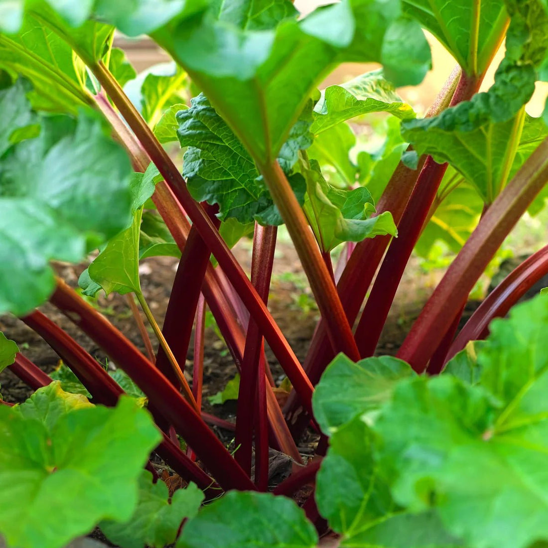 Rhubarb 'Red Dragon' - Ladybird Nursery