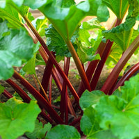 Rhubarb 'Red Dragon' - Ladybird Nursery