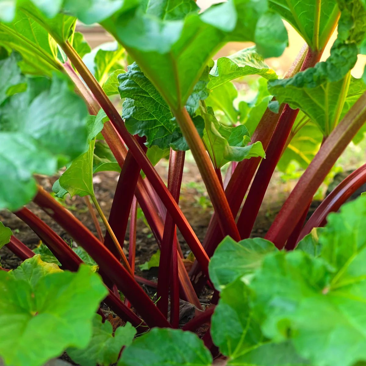 Rhubarb 'Red Dragon' - Ladybird Nursery
