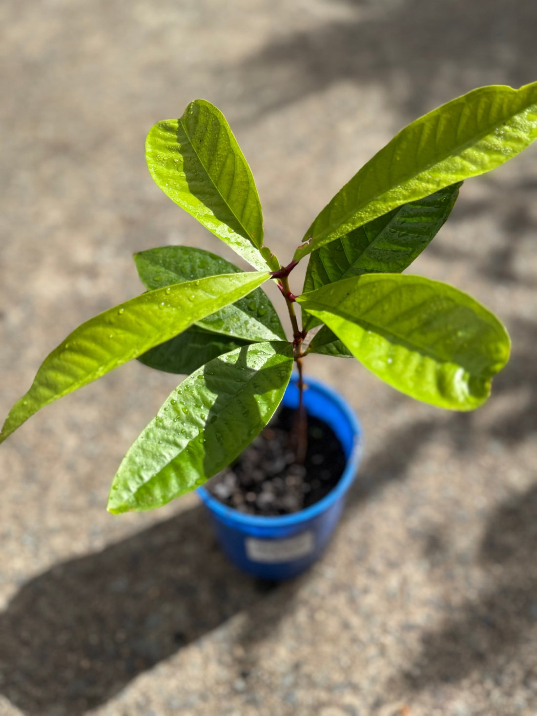 Malay Apple Fruit Tree - Ladybird Nursery