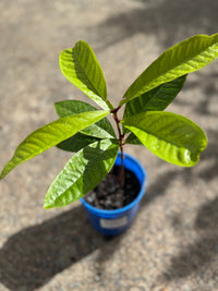 Malay Apple Fruit Tree - Ladybird Nursery